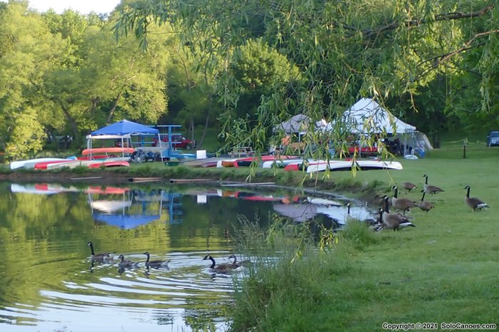 Geese at Cooper's Lake